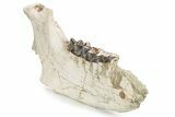 Fossil Titanothere (Megacerops) Mandible - South Dakota #249235-5